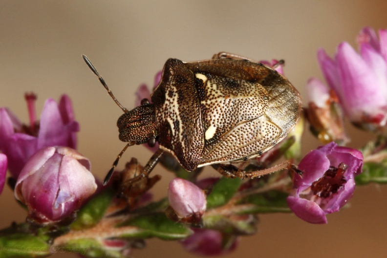 NewForestShieldbug(Eysarcoris_aeneus).jpg