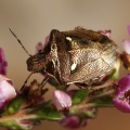 New Forest Shieldbug (Eysarcoris aeneus). Steve Covey