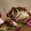 New Forest Shieldbug (Eysarcoris aeneus). Steve Covey