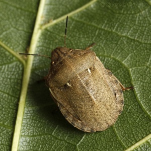 Tortoise Shieldbug (Eurygaster testudinaria) Adult. Steve Covey