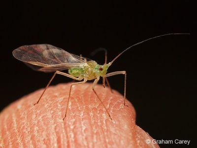 Rose Aphid (Macrosiphum rosae) Graham Carey