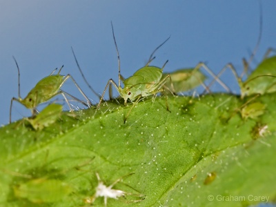 Rose Aphid (Macrosiphum rosae) Graham Carey