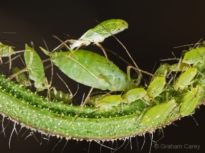 Rose Aphid (Macrosiphum rosae) Graham Carey