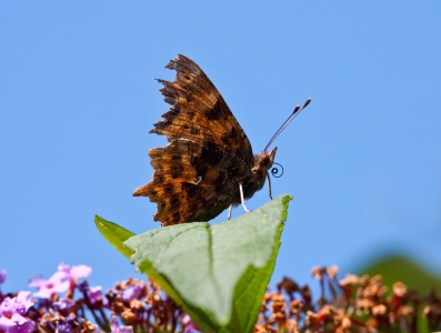 Comma (Polygonia c-album) Mark Elvin