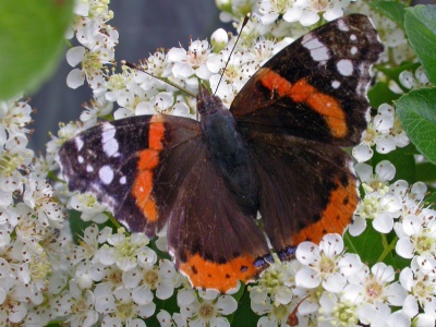 red admiral (Vanessa atalanta) Kenneth Noble