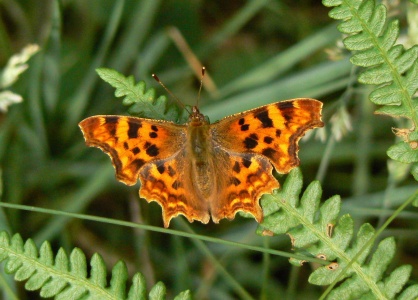 Comma (Polygonia c-album) Alan Prowse