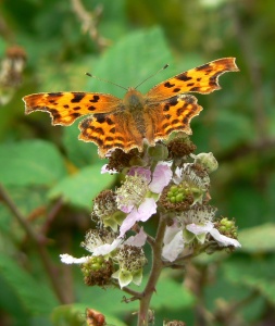 Comma (Polygonia c-album) Alan Prowse