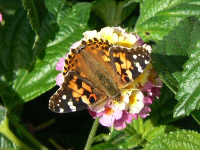 Painted Lady (Vanessa cardui) Alan Prowse