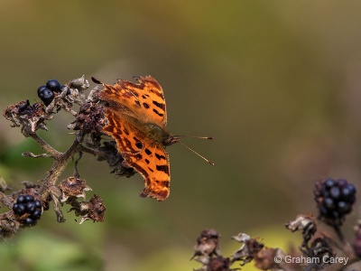 Comma (Polygonia c-album) Graham Carey