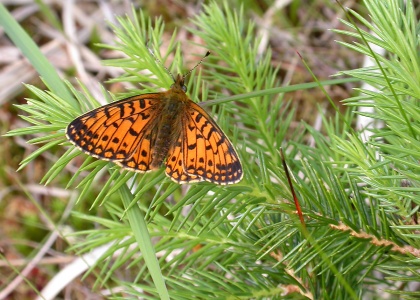 Small Pearl-bordered Fritillary [Boloria selene] Steve Covey