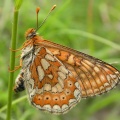 Marsh Fritillary female [Euphydryas aurinia] Steve Covey