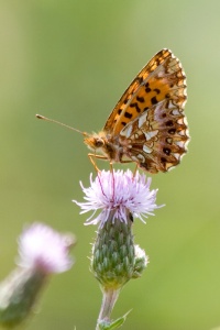 Small Pearl-boarded Fritillary (Clossiana selene) Mark Elvin