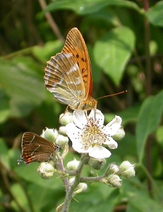 Silver-washed Fritillary [Argynnis paphia] & White-letter Hairstreak [Satyrium w-album]. Steve Covey.