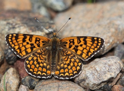 Knapweed Fritillary (Melitaea phoebe) Steve Covey