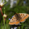 Marsh Fritillary (Euphydryas aurinia) Graham Carey