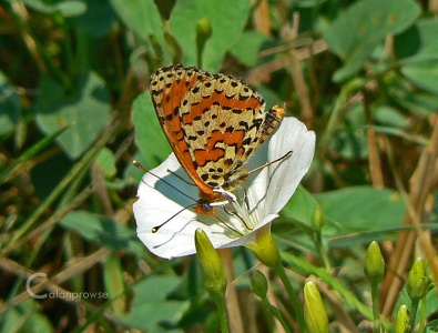 Spotted Fritillary (Melitaia didyma occidentalis) Alan Prowse