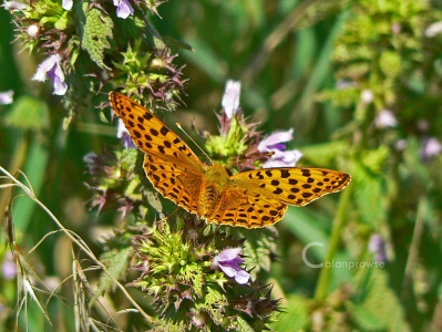 Queen of Spain Fritillary ( Issoria lathonia) Alan Prowse