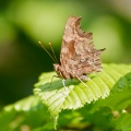Comma (Polygonia c-album) Mark Elvin