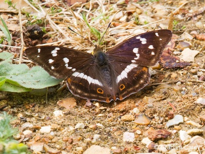 Purple Emperor (Apertura iris) Graham Carey