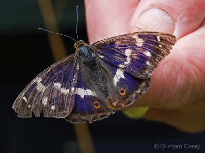 Purple Emperor (Apertura iris) Graham Carey