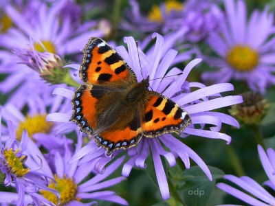 Small Tortoiseshell (Aglais urticae) Alan Prowse