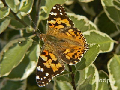 Painted Lady (Vanessa cardui) Alan Prowse