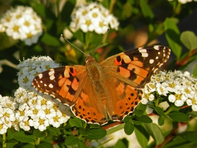 Painted Lady (Vanessa cardui) Alan Prowse