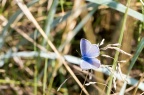 Common blue (Polyommatus icarus) Alistair Morrell