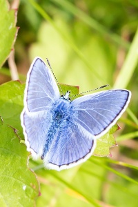 Common blue (Polyommatus icarus) Alistair Morrell