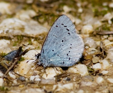 Holly Blue (Celastrina argiolus) Mark Elvin