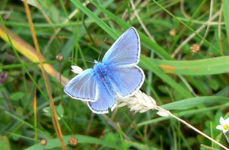 Common Blue male (Polyommatus icarus) Alan Prowse