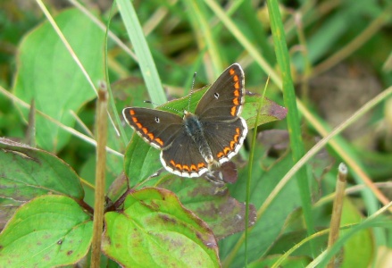 Brown Argus ab. snelleri (Aricia agestis) Surrey, Alan Prowse