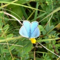 Adonis Blue male (Lysandra belargus) Alan Prowse