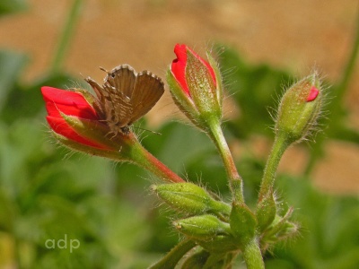 Geranium Bronze (Cacyreus marshallii) Alan Prowse