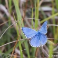 Adonis Blue (Lysandra bellargus) Graham Carey