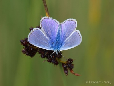 Common Blue (Polyommatus icarus) Graham Carey