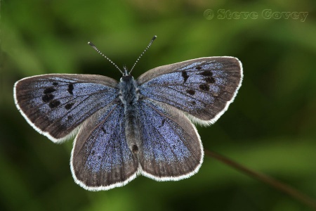 Large Blue (Maculinea arion) ♀. Steve Covey