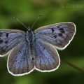 Large Blue (Maculinea arion) ♀. Steve Covey