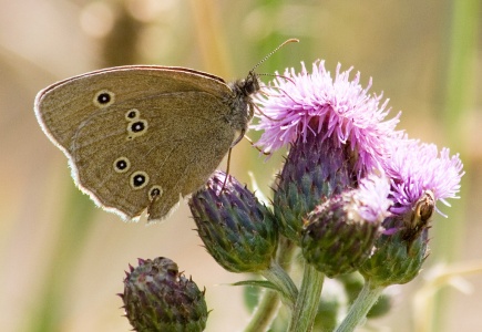 Ringlet (Aphantopus hyperantus) Mark Elvin