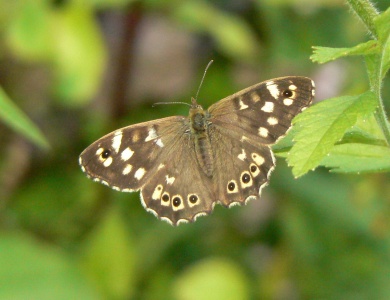 Speckled Wood (Pararge aegeria) Alan Prowse