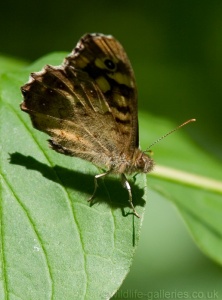 Speckled Wood (Pararge aegeria) Mark Elvin