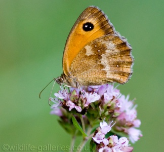 Gatekeeper (Pyronia tithonus) Mark Elvin