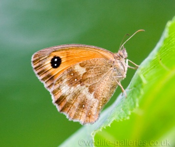 Gatekeeper (Pyronia tithonus) Mark Elvin