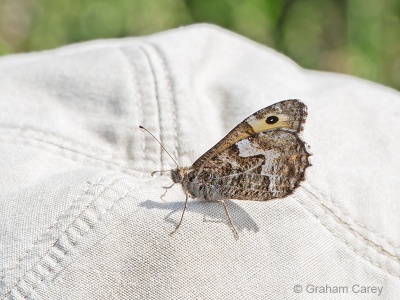 Grayling (Hipparchia semele) Graham Carey