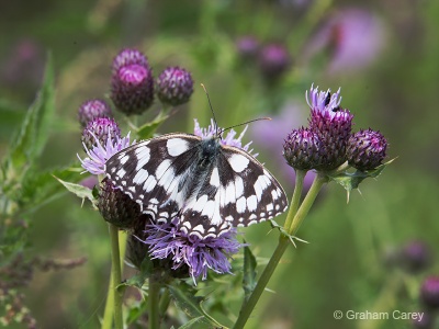 Marbled White (Melanargia galathea) Graham Carey