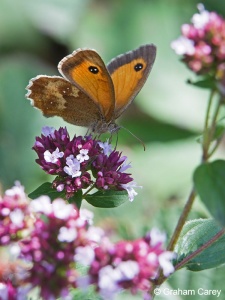 Gatekeeper (Pyronia tithonus) Graham Carey