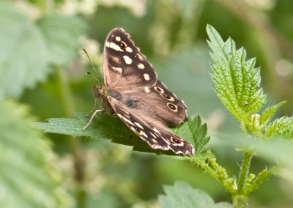 Speckled Wood (Pararge aegeria) Mark Elvin