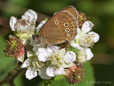 Ringlet (Aphantopus hyperantus) Graham Carey