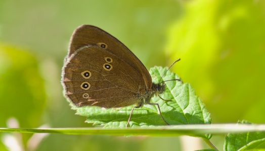 Ringlet (Aphantopus hyperantus) Mark Elvin