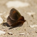 Common Brassy Ringlet (Erebia cassioides) Mark Elvin